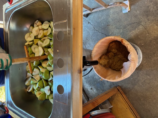 pears being fed into a garbage disposal for crushing (mushing) image of pears being fed into a garbage disposal for crushing (mushing)